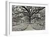 Florida Tree-PHBurchett-Framed Photographic Print