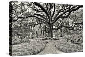 Florida Tree-PHBurchett-Stretched Canvas