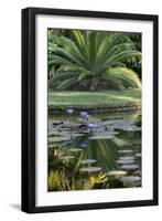 Florida, Tropical Vegetation, Flowering Water Lilies and Lush Palms-Judith Zimmerman-Framed Photographic Print