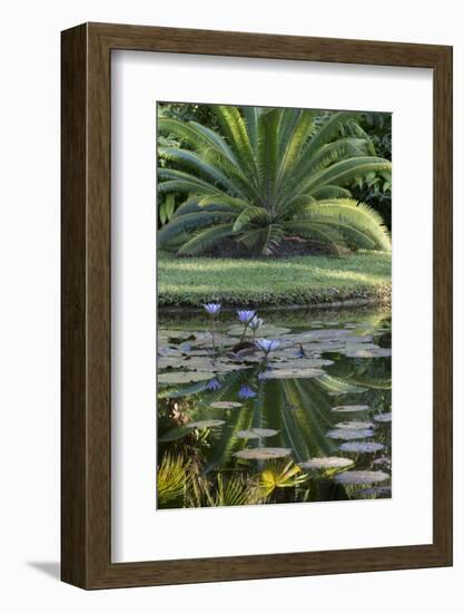 Florida, Tropical Vegetation, Flowering Water Lilies and Lush Palms-Judith Zimmerman-Framed Photographic Print