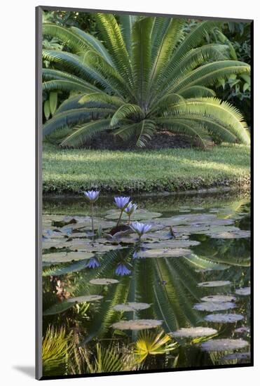 Florida, Tropical Vegetation, Flowering Water Lilies and Lush Palms-Judith Zimmerman-Mounted Photographic Print