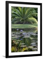 Florida, Tropical Vegetation, Flowering Water Lilies and Lush Palms-Judith Zimmerman-Framed Premium Photographic Print