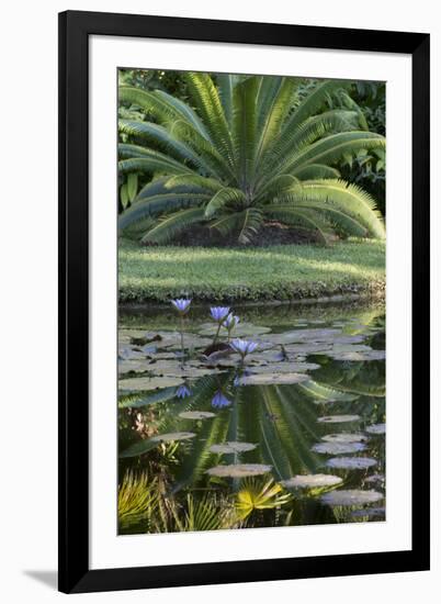 Florida, Tropical Vegetation, Flowering Water Lilies and Lush Palms-Judith Zimmerman-Framed Premium Photographic Print