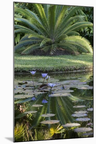 Florida, Tropical Vegetation, Flowering Water Lilies and Lush Palms-Judith Zimmerman-Mounted Photographic Print
