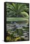 Florida, Tropical Vegetation, Flowering Water Lilies and Lush Palms-Judith Zimmerman-Framed Stretched Canvas