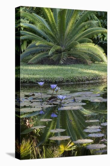 Florida, Tropical Vegetation, Flowering Water Lilies and Lush Palms-Judith Zimmerman-Stretched Canvas