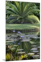 Florida, Tropical Vegetation, Flowering Water Lilies and Lush Palms-Judith Zimmerman-Mounted Premium Photographic Print