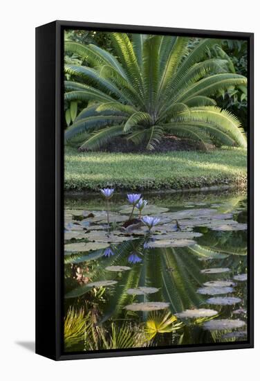 Florida, Tropical Vegetation, Flowering Water Lilies and Lush Palms-Judith Zimmerman-Framed Stretched Canvas