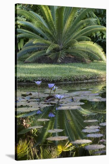 Florida, Tropical Vegetation, Flowering Water Lilies and Lush Palms-Judith Zimmerman-Stretched Canvas