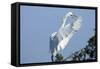 Florida, Venice, Audubon Sanctuary, Common Egret Flying and Calling-Bernard Friel-Framed Stretched Canvas