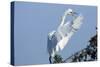 Florida, Venice, Audubon Sanctuary, Common Egret Flying and Calling-Bernard Friel-Stretched Canvas
