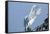 Florida, Venice, Audubon Sanctuary, Common Egret Flying and Calling-Bernard Friel-Framed Stretched Canvas