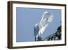 Florida, Venice, Audubon Sanctuary, Common Egret Flying and Calling-Bernard Friel-Framed Photographic Print