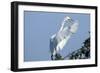 Florida, Venice, Audubon Sanctuary, Common Egret Flying and Calling-Bernard Friel-Framed Photographic Print