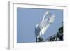 Florida, Venice, Audubon Sanctuary, Common Egret Flying and Calling-Bernard Friel-Framed Photographic Print