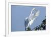 Florida, Venice, Audubon Sanctuary, Common Egret Flying and Calling-Bernard Friel-Framed Photographic Print