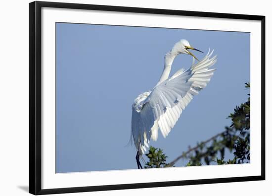 Florida, Venice, Audubon Sanctuary, Common Egret Flying and Calling-Bernard Friel-Framed Photographic Print