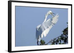 Florida, Venice, Audubon Sanctuary, Common Egret Flying and Calling-Bernard Friel-Framed Photographic Print