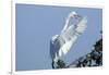 Florida, Venice, Audubon Sanctuary, Common Egret Flying and Calling-Bernard Friel-Framed Photographic Print