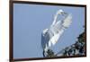 Florida, Venice, Audubon Sanctuary, Common Egret Flying and Calling-Bernard Friel-Framed Photographic Print