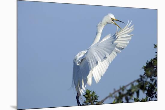 Florida, Venice, Audubon Sanctuary, Common Egret Flying and Calling-Bernard Friel-Mounted Premium Photographic Print