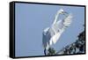 Florida, Venice, Audubon Sanctuary, Common Egret Flying and Calling-Bernard Friel-Framed Stretched Canvas