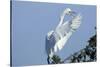 Florida, Venice, Audubon Sanctuary, Common Egret Flying and Calling-Bernard Friel-Stretched Canvas