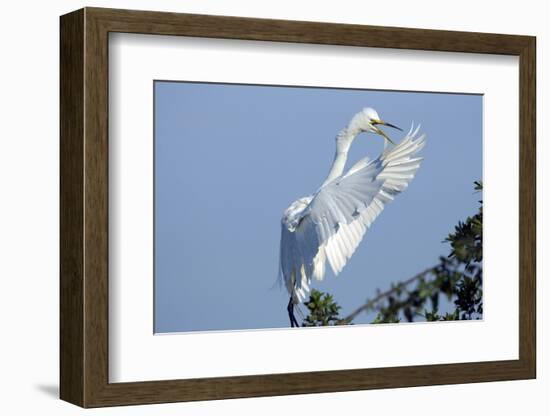 Florida, Venice, Audubon Sanctuary, Common Egret Flying and Calling-Bernard Friel-Framed Photographic Print
