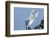 Florida, Venice, Audubon Sanctuary, Common Egret Flying and Calling-Bernard Friel-Framed Photographic Print