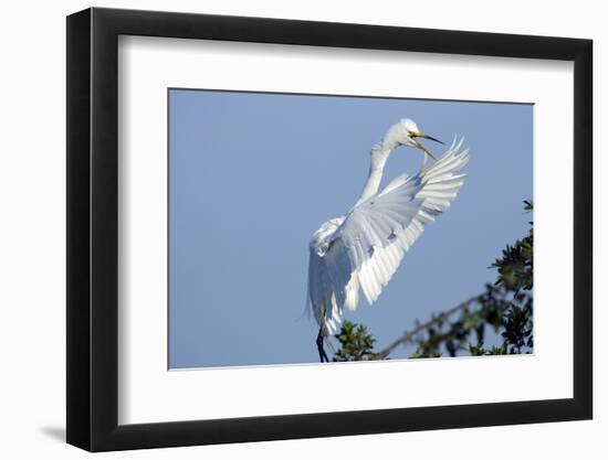 Florida, Venice, Audubon Sanctuary, Common Egret Flying and Calling-Bernard Friel-Framed Photographic Print