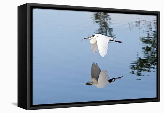 Florida, Venice, Audubon Sanctuary, Common Egret Flying-Bernard Friel-Framed Stretched Canvas