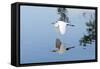 Florida, Venice, Audubon Sanctuary, Common Egret Flying-Bernard Friel-Framed Stretched Canvas