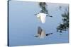 Florida, Venice, Audubon Sanctuary, Common Egret Flying-Bernard Friel-Stretched Canvas