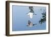 Florida, Venice, Audubon Sanctuary, Common Egret Flying-Bernard Friel-Framed Photographic Print
