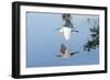 Florida, Venice, Audubon Sanctuary, Common Egret Flying-Bernard Friel-Framed Photographic Print