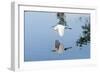 Florida, Venice, Audubon Sanctuary, Common Egret Flying-Bernard Friel-Framed Photographic Print