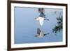 Florida, Venice, Audubon Sanctuary, Common Egret Flying-Bernard Friel-Framed Photographic Print