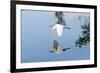 Florida, Venice, Audubon Sanctuary, Common Egret Flying-Bernard Friel-Framed Photographic Print