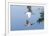 Florida, Venice, Audubon Sanctuary, Common Egret Flying-Bernard Friel-Framed Photographic Print