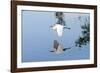 Florida, Venice, Audubon Sanctuary, Common Egret Flying-Bernard Friel-Framed Photographic Print