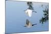 Florida, Venice, Audubon Sanctuary, Common Egret Flying-Bernard Friel-Mounted Photographic Print