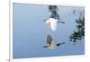 Florida, Venice, Audubon Sanctuary, Common Egret Flying-Bernard Friel-Framed Photographic Print