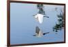 Florida, Venice, Audubon Sanctuary, Common Egret Flying-Bernard Friel-Framed Photographic Print