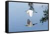 Florida, Venice, Audubon Sanctuary, Common Egret Flying-Bernard Friel-Framed Stretched Canvas