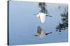 Florida, Venice, Audubon Sanctuary, Common Egret Flying-Bernard Friel-Stretched Canvas