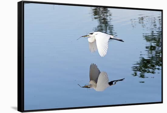 Florida, Venice, Audubon Sanctuary, Common Egret Flying-Bernard Friel-Framed Stretched Canvas