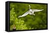 Florida, Venice, Audubon Sanctuary, Common Egret Flying-Bernard Friel-Framed Stretched Canvas