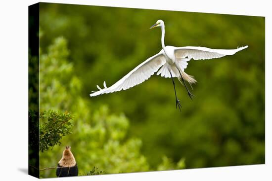 Florida, Venice, Audubon Sanctuary, Common Egret Flying-Bernard Friel-Stretched Canvas