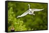 Florida, Venice, Audubon Sanctuary, Common Egret Flying-Bernard Friel-Framed Stretched Canvas