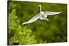 Florida, Venice, Audubon Sanctuary, Common Egret Flying-Bernard Friel-Stretched Canvas